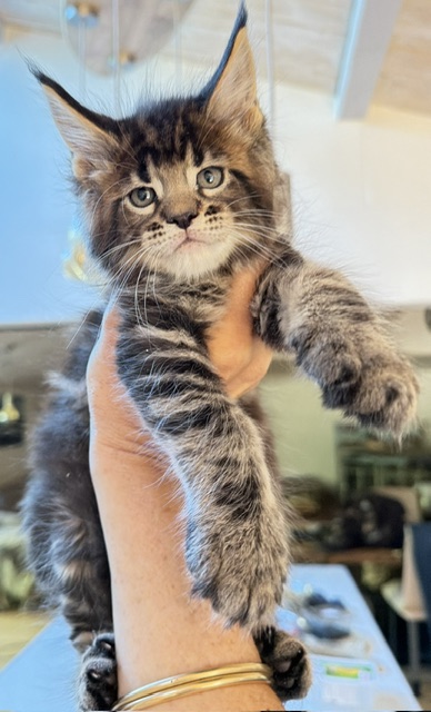 Borys  Chatterie MAKATEA Maine Coon