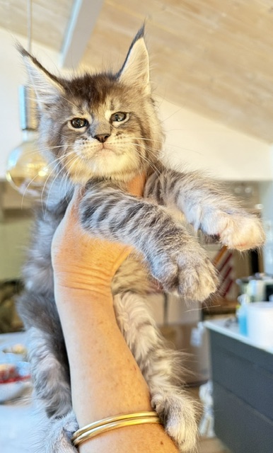 Bubble Gum Chatterie MAKATEA Maine Coon