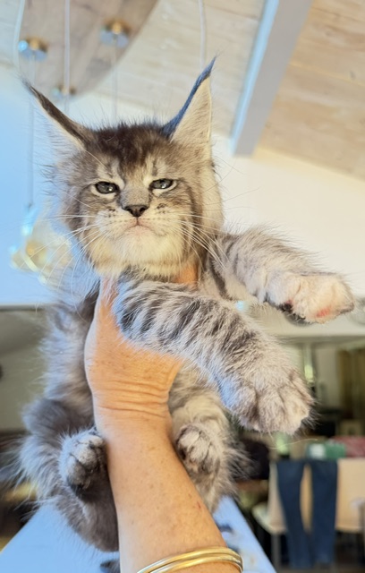 Bubble Gum Chatterie MAKATEA Maine Coon