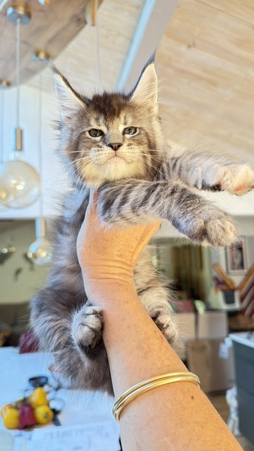 Bubble Gum Chatterie MAKATEA Maine Coon