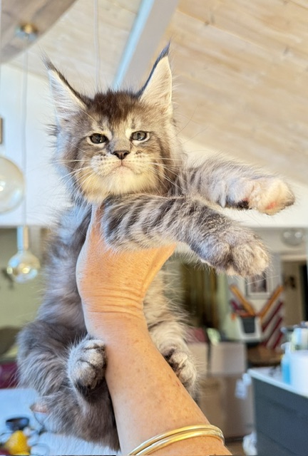 Bubble Gum Chatterie MAKATEA Maine Coon