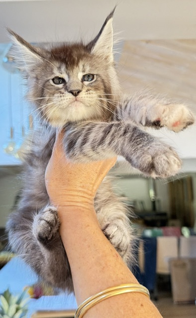 Bubble Gum Chatterie MAKATEA Maine Coon