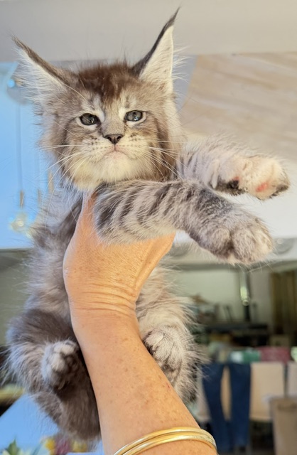 Bubble Gum Chatterie MAKATEA Maine Coon