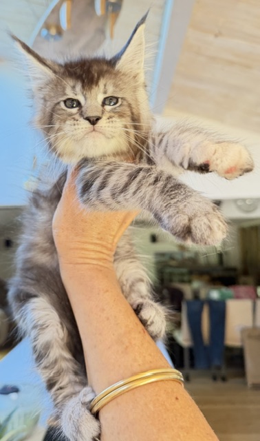 Bubble Gum Chatterie MAKATEA Maine Coon