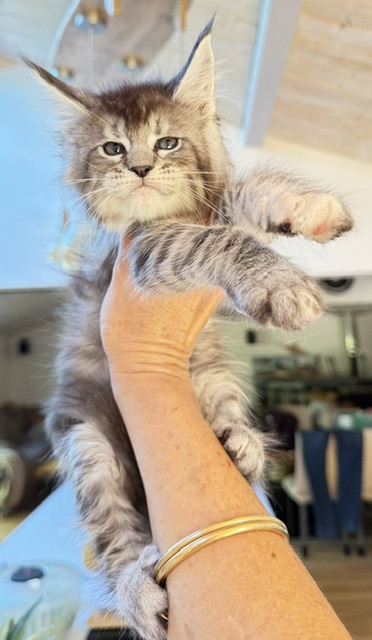 Bubble Gum Chatterie MAKATEA Maine Coon