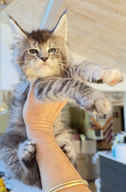 Bubble Gum Chatterie MAKATEA Maine Coon