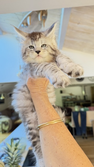 Bewolf Chatterie MAKATEA Maine Coon