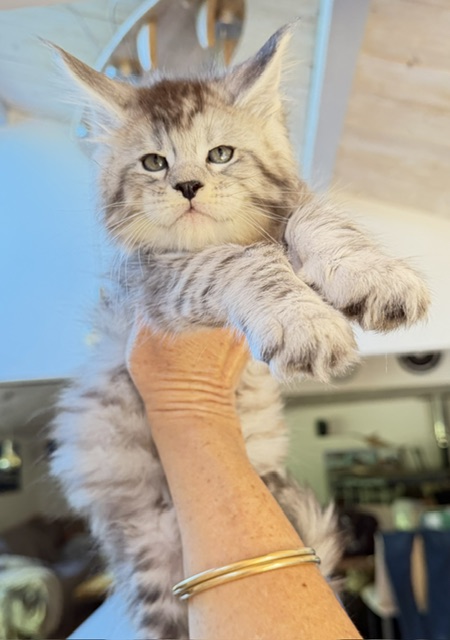 Bewolf Chatterie MAKATEA Maine Coon