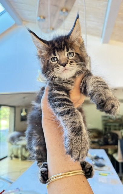 Borys  Chatterie MAKATEA Maine Coon