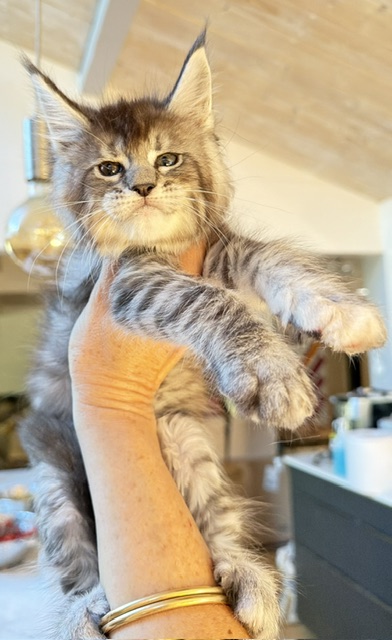 Bubble Gum Chatterie MAKATEA Maine Coon
