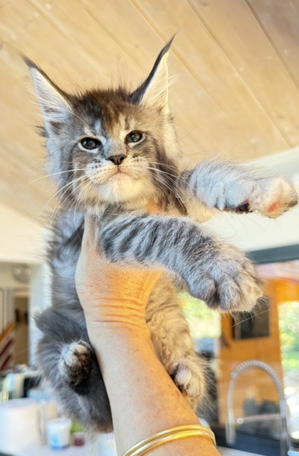 Bubble Gum Chatterie MAKATEA Maine Coon