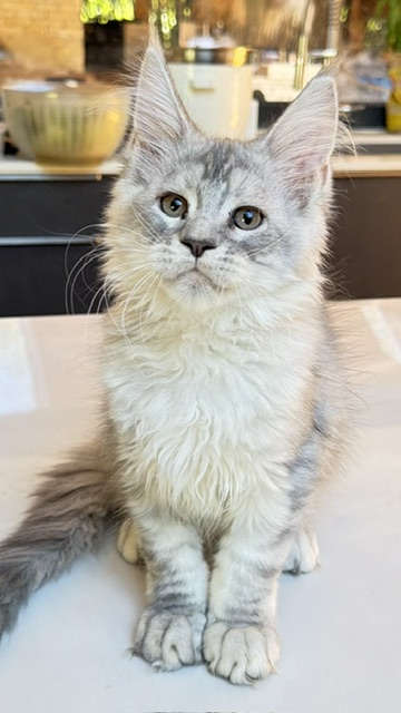 Blue Ocean Chatterie MAKATEA Maine Coon
