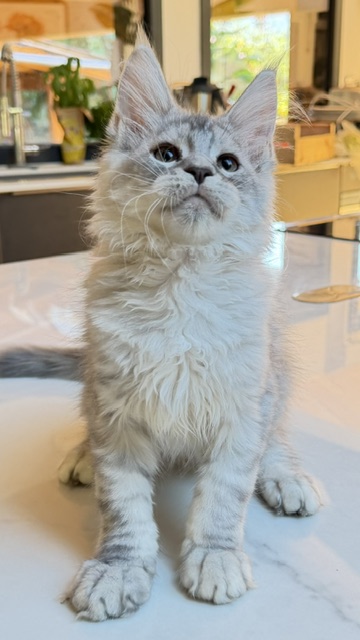 Blue Ocean Chatterie MAKATEA Maine Coon