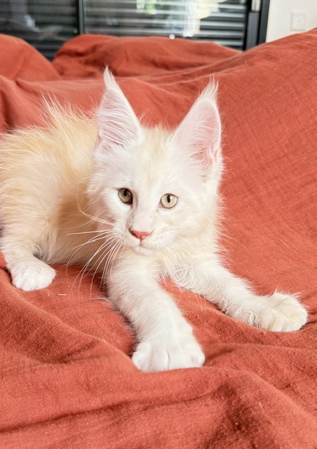 Butter Macaron Chatterie MAKATEA Maine Coon