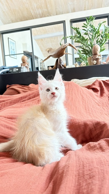 Butter Macaron Chatterie MAKATEA Maine Coon