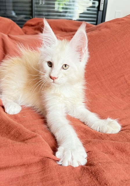 Butter Macaron Chatterie MAKATEA Maine Coon
