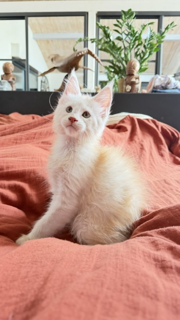 Butter Macaron Chatterie MAKATEA Maine Coon