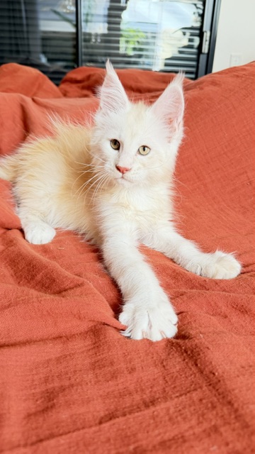 Butter Macaron Chatterie MAKATEA Maine Coon
