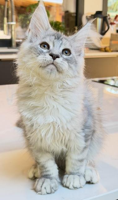 Blue Ocean Chatterie MAKATEA Maine Coon