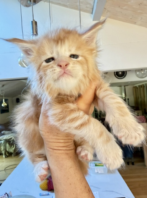 Berny Chatterie MAKATEA Maine Coon