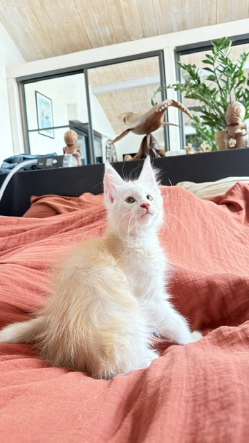 Butter Macaron Chatterie MAKATEA Maine Coon