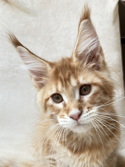 ButterCookie Chatterie MAKATEA Maine Coon