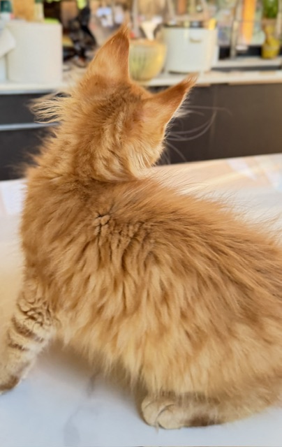 ButterCookie Chatterie MAKATEA Maine Coon