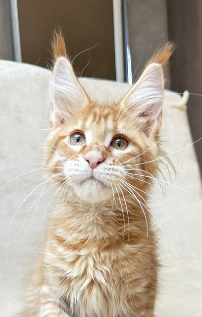 ButterCookie Chatterie MAKATEA Maine Coon