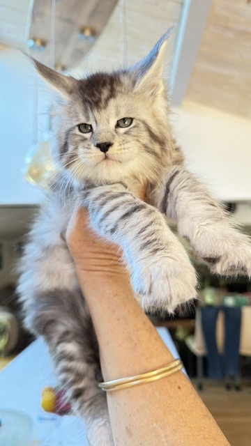 Bewolf Chatterie MAKATEA Maine Coon