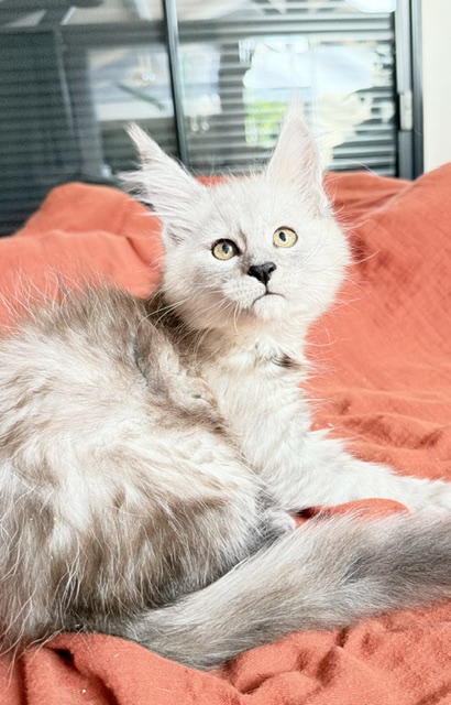 Banquise Chantilly Chatterie MAKATEA Maine Coon