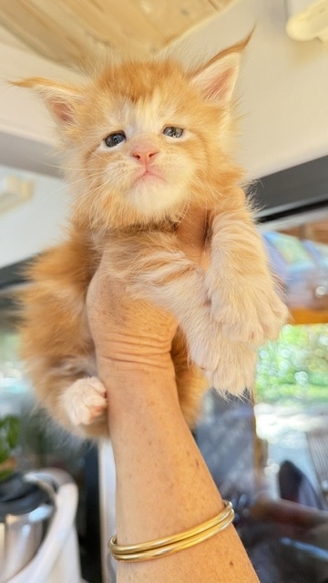 Berny Chatterie MAKATEA Maine Coon