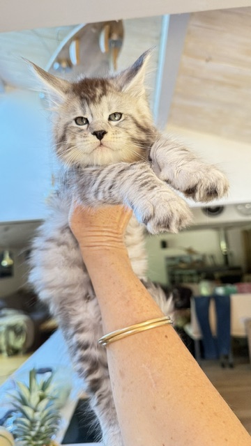 Bewolf Chatterie MAKATEA Maine Coon