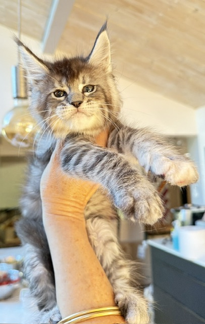 Bubble Gum Chatterie MAKATEA Maine Coon