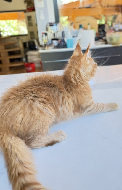 ButterCookie Chatterie MAKATEA Maine Coon