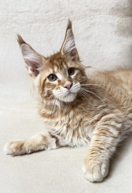 ButterCookie Chatterie MAKATEA Maine Coon