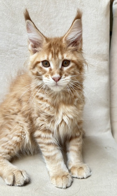 ButterCookie Chatterie MAKATEA Maine Coon