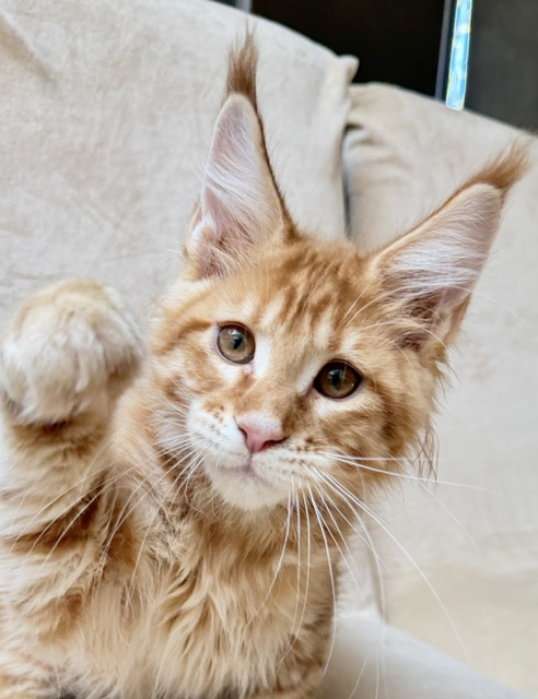 ButterCookie Chatterie MAKATEA Maine Coon