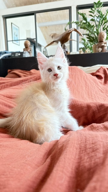 Butter Macaron Chatterie MAKATEA Maine Coon