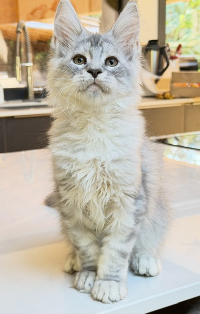 Blue Ocean Chatterie MAKATEA Maine Coon