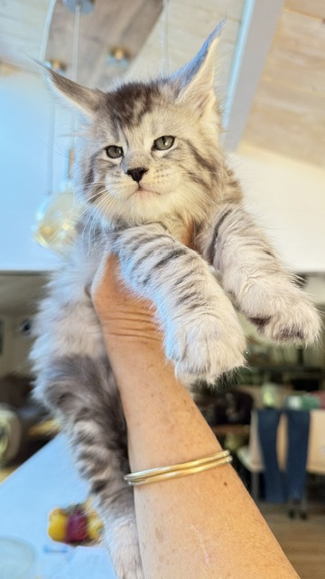 Bewolf Chatterie MAKATEA Maine Coon