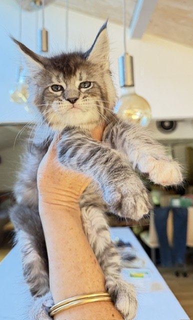 Bubble Gum Chatterie MAKATEA Maine Coon