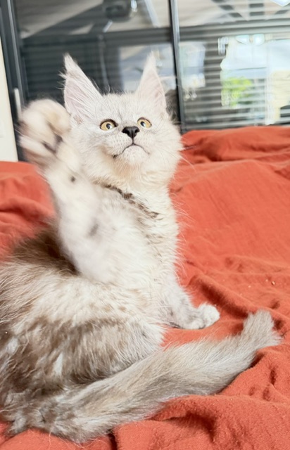 Banquise Chantilly Femelle Maine coon née le 24/06/2026.  Disponible à l'adoption   Chatterie Maine coon Makatea