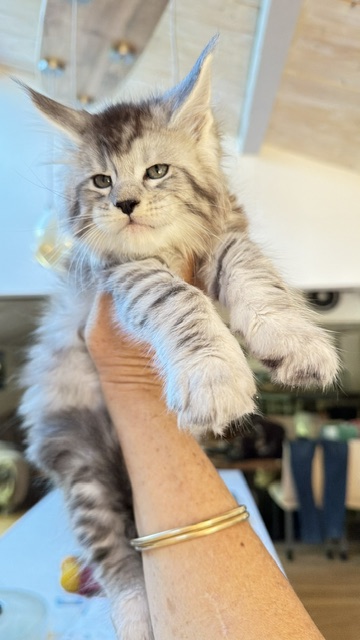 Bewolf Chatterie MAKATEA Maine Coon