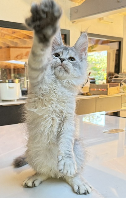 Blue Ocean Chatterie MAKATEA Maine Coon