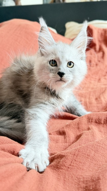 Banquise Chantilly Chatterie MAKATEA Maine Coon