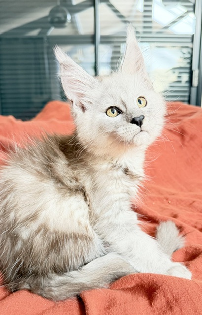 Banquise Chantilly Chatterie MAKATEA Maine Coon