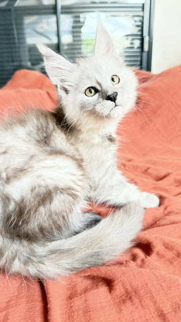 Banquise Chantilly Chatterie MAKATEA Maine Coon