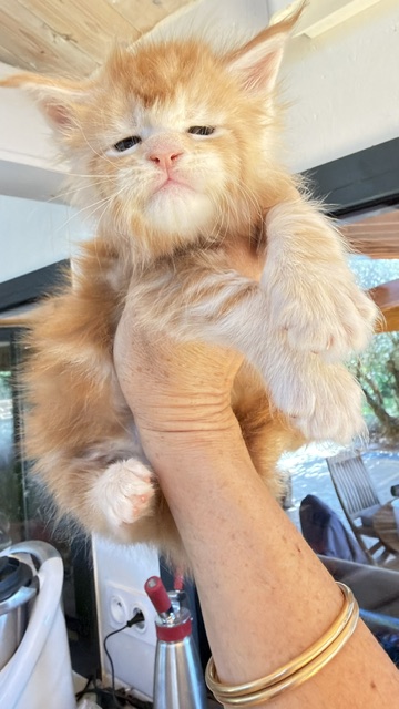 Berny Chatterie MAKATEA Maine Coon