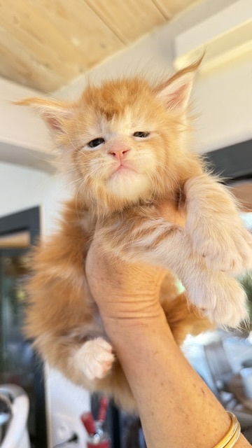 Berny Chatterie MAKATEA Maine Coon