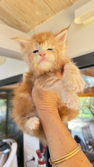 Berny Chatterie MAKATEA Maine Coon